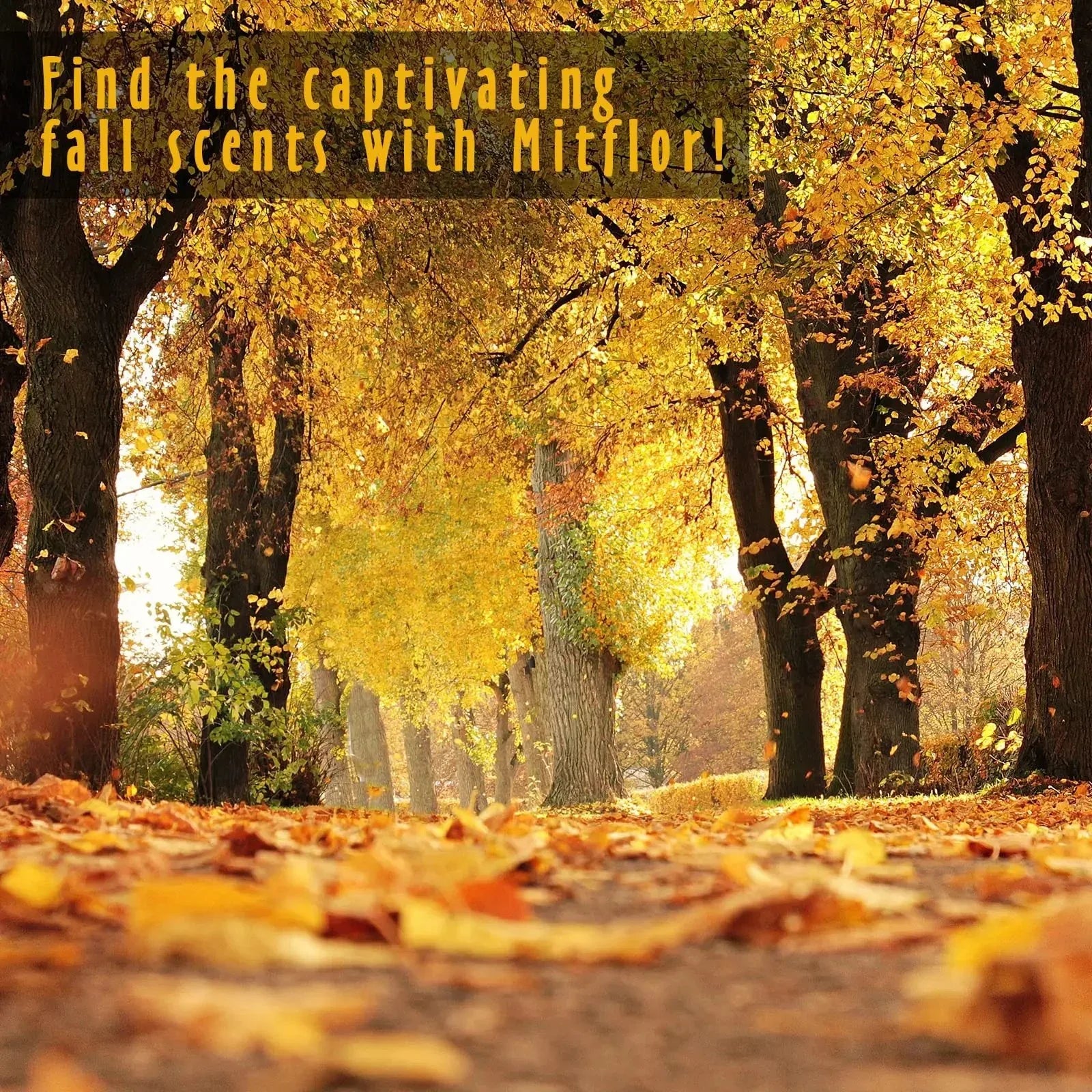 6 Fall Scents for Diffusers, Candles & Soaps (10ml Each) - CRYSTALOIL