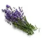 Luxury Lavender Essential Oils, soothing fragrance a harmonious blend - CRYSTALOIL