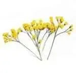 Luxury Helichrysum Essential Oil for Skin Rejuvenation and Regeneration - CRYSTALOIL